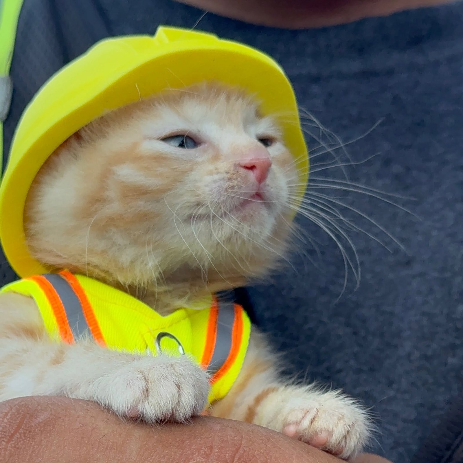 New Acts ($SUE) on Onchain Circus Sue the kitten in a yellow hard hat and hi-vis vest, held against a dark grey work shirt.