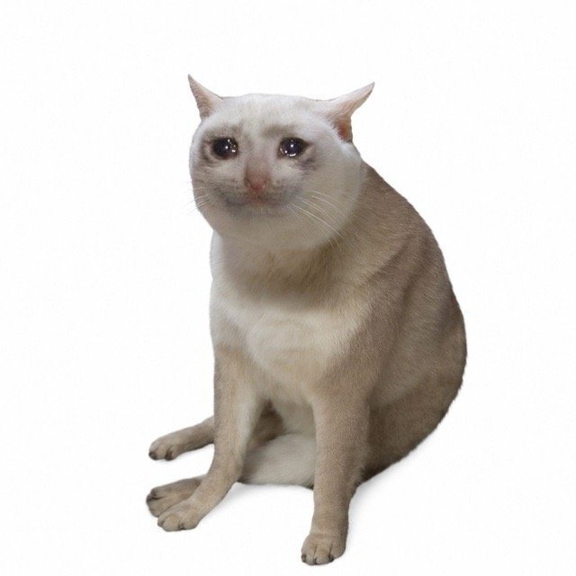 Center Ring ($CASHCAT) on Onchain Circus The crying cat meme: a cream-coloured cat with wet, downturned eyes sitting against a white background.