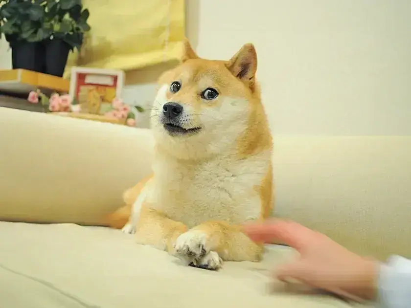The Degen Almanac on Onchain Circus The Shiba Inu from the original Doge photograph, lying on a cream sofa with her paws crossed and side-eyeing the camera.